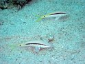 030505_Chaniniat (Wadi Gimal) - Rouget - Dsc01851~